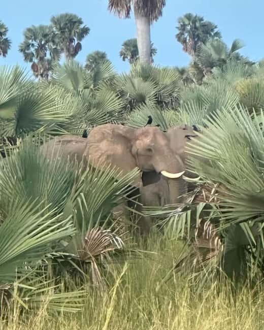 Uganda: 2-Day Murchison Falls National Park Safari and Big 5 - Final Words: Is It Worth It?