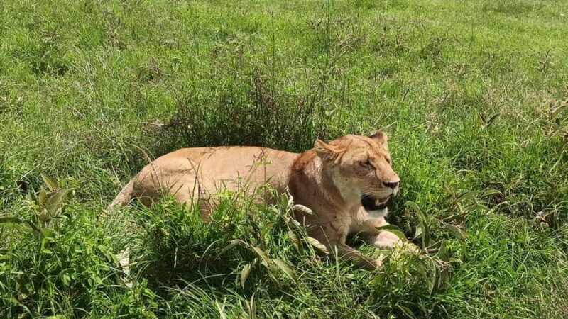 Uganda: 2-Day Queen Elizabeth National Park Safari - A Practical Overview of the Tour
