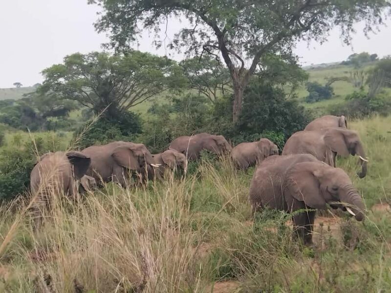 Uganda: 2-Day Queen Elizabeth National Park Safari - Detailed Breakdown of the Itinerary