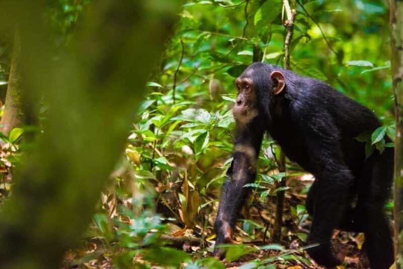 Uganda: 3-Day Amazing Gorilla Trekking - Key Points