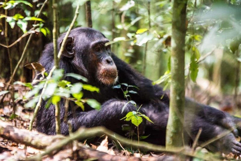 Uganda: 3-Day Amazing Gorilla Trekking - The Itinerary Breakdown: What You Can Expect