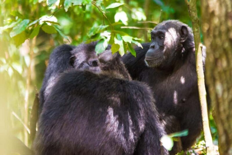 Uganda: 3-Day Amazing Gorilla Trekking - Authentic Encounters and Real Testimonials