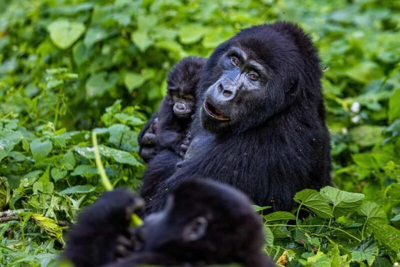 Uganda: 3-Day Gorilla Experience from Entebbe - An In-Depth Look at the Tour Experience