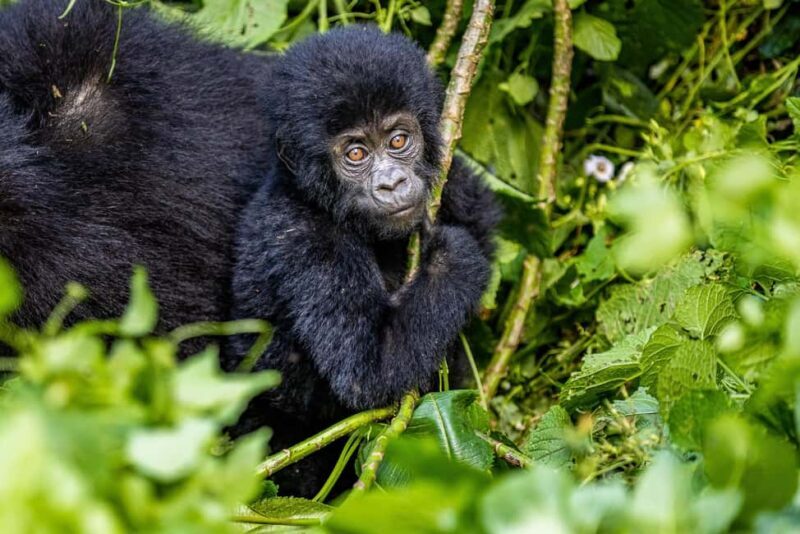 Uganda: 3-Day Gorilla Experience from Entebbe - Is It Worth the Cost?