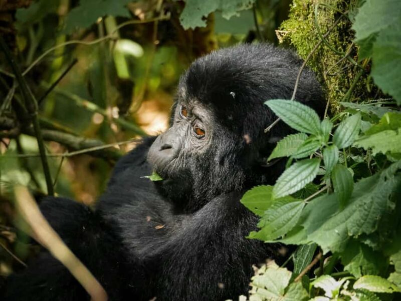 Uganda: 3-Day Gorilla Trekking and Lake Bunyonyi Tour - A Deep Dive into the 3-Day Experience