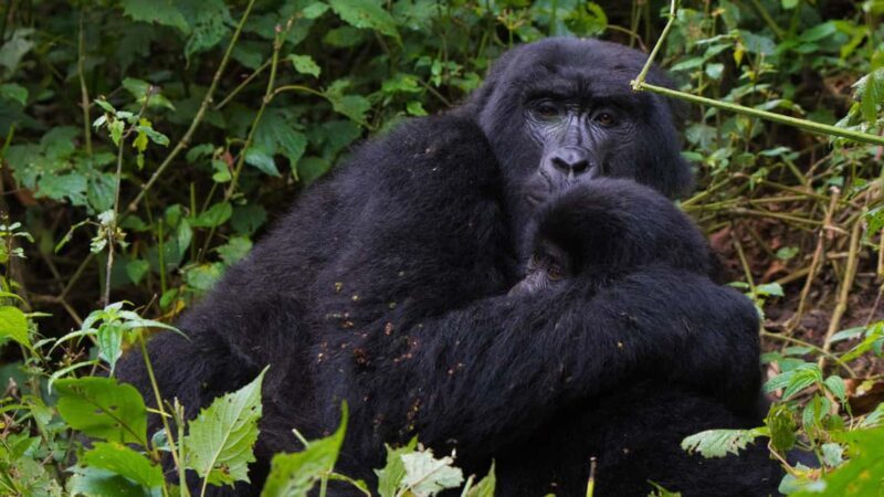 Uganda: 3-Day Gorilla Trekking Safari and Lake Bunyonyi Tour - Key Points