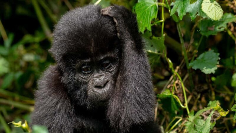 Uganda: 3-Day Gorilla Trekking Safari and Lake Bunyonyi Tour - The Journey Begins: From Kampala to Bwindi