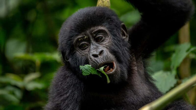 Uganda: 3-Day Gorilla Trekking Safari and Lake Bunyonyi Tour - Lake Bunyonyi: Relaxing and Scenic