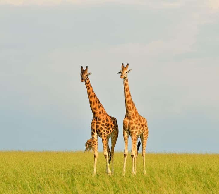 Uganda : 3-Day Kidepo Valley NP Safari Vacation to Uganda - What the Tour Includes and What You Should Consider