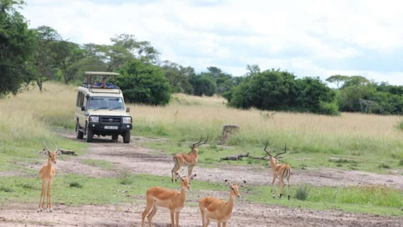 Uganda: 3-Day Lake Mburo National Park Adventure Tour - The Practical Side: What’s Included and What’s Not