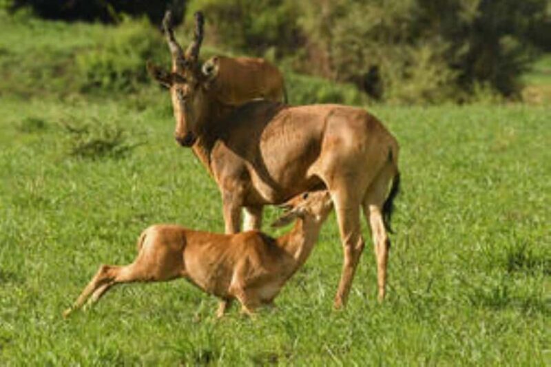 Uganda : 3-Day Queen Elizabeth National Park Safari - An In-Depth Look at the 3-Day Queen Elizabeth Safari