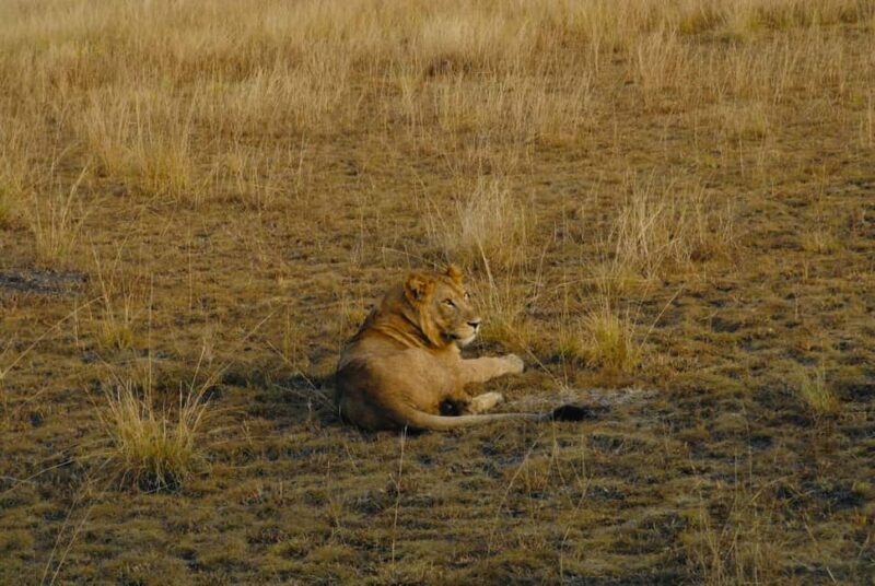 Uganda: 3-Day Tour with Murchison Falls and Rhino/Chimp Trek - An In-Depth Look at the 3-Day Uganda Tour
