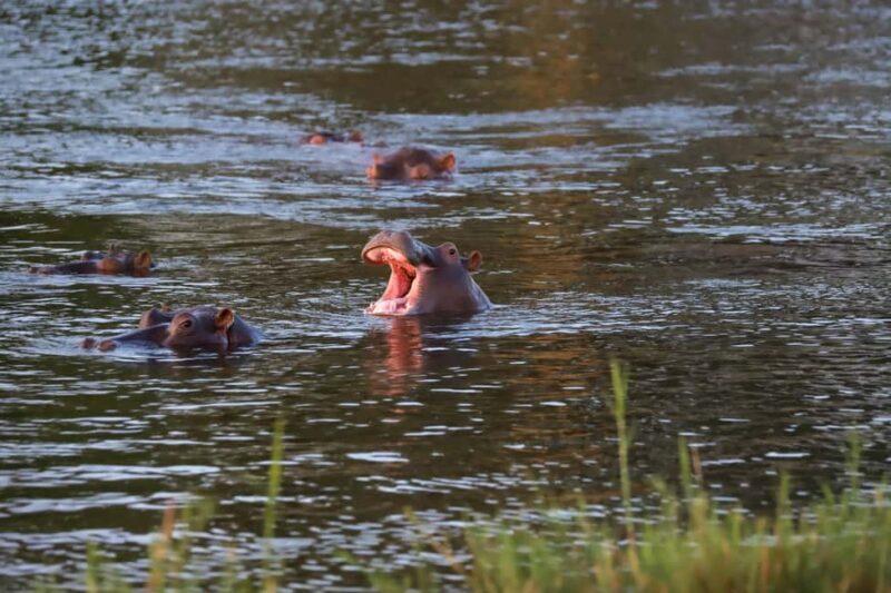 Uganda: 3 Days Murchison Falls National Park Guided Tour - Key Points