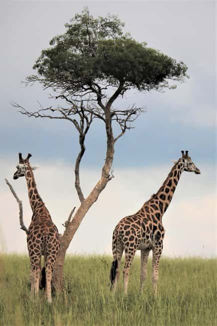 Uganda: 3 Days Murchison Falls National Park Guided Tour - What to Expect from the Uganda: 3 Days Murchison Falls Tour