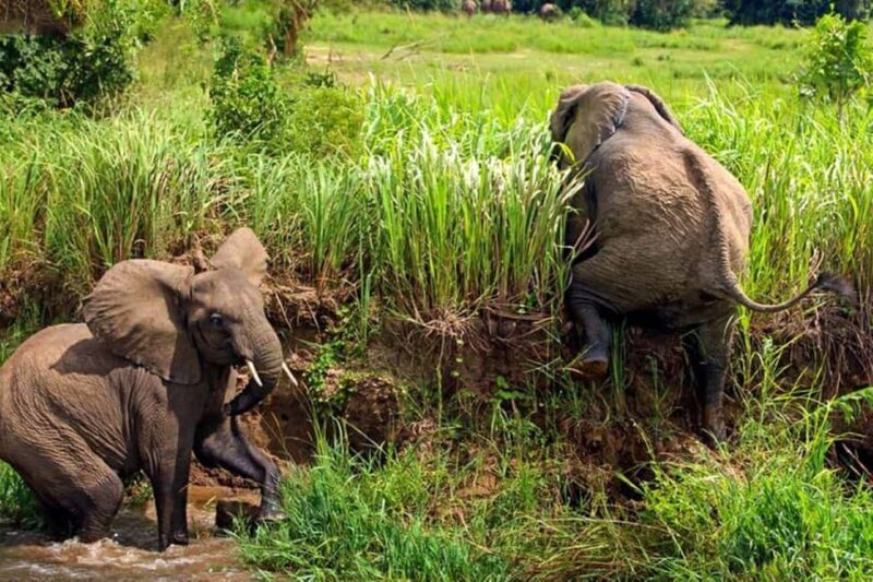 Uganda: 3-Days Murchison Falls National Park Safari - What Is Included and What to Consider