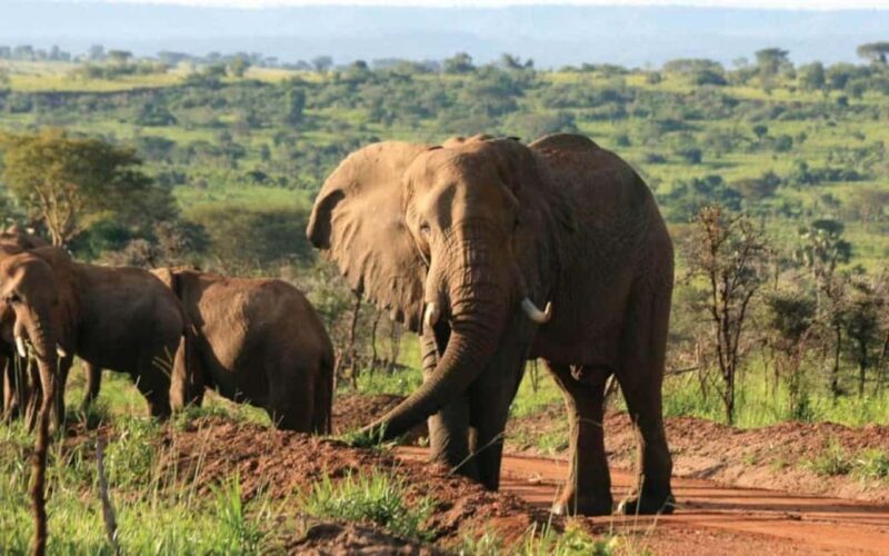 Uganda: 3-Days Murchison Falls National Park Safari - The Experience Provider and Booking Flexibility
