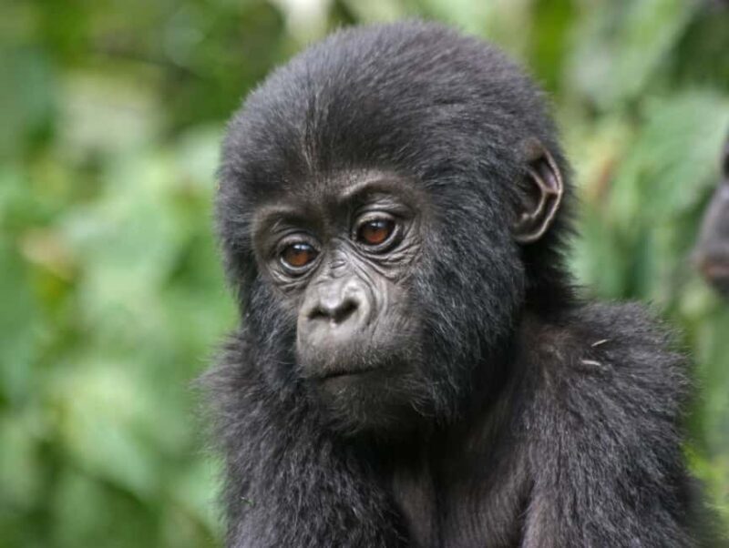 Uganda: 4-Day Bwindi Impenetrable Forest National Park Tour - Key Points