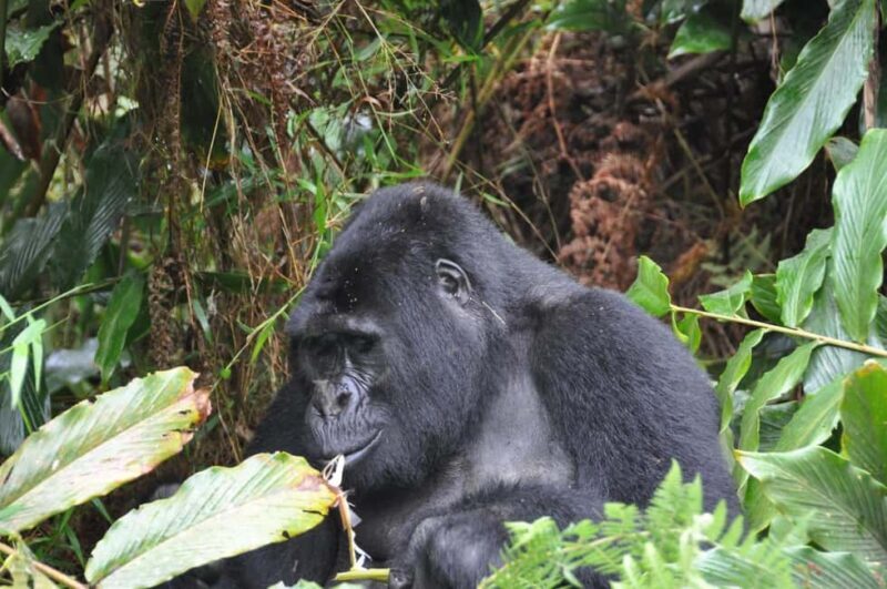 Uganda: 4-Day Bwindi Impenetrable Forest National Park Tour - A Detailed Look at the 4-Day Experience