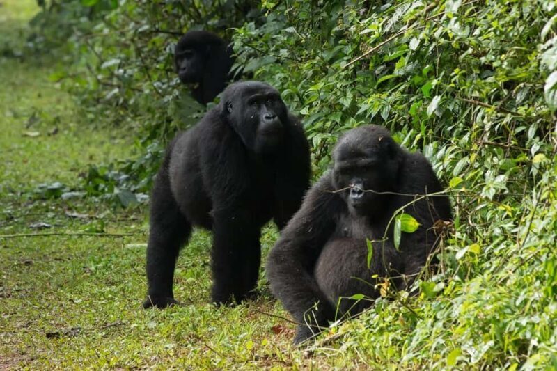 Uganda: 4-Day Bwindi Impenetrable Forest National Park Tour - FAQs