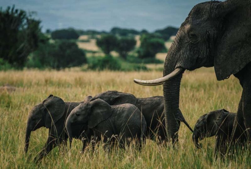 Uganda: 4-Day Safari to Lake Mburo and Queen Elizabeth NP - Key Points