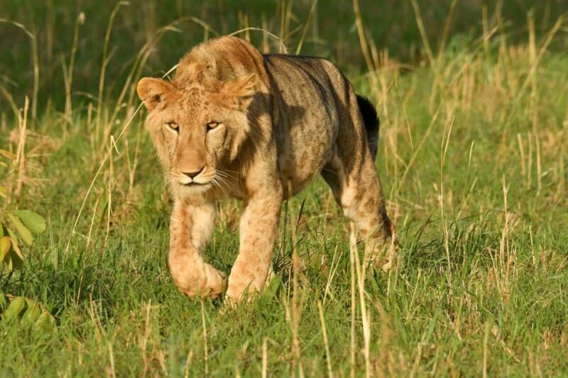 Uganda: 4-Day Safari to Lake Mburo and Queen Elizabeth NP - Introduction: A Compact Ugandan Safari with Big Rewards
