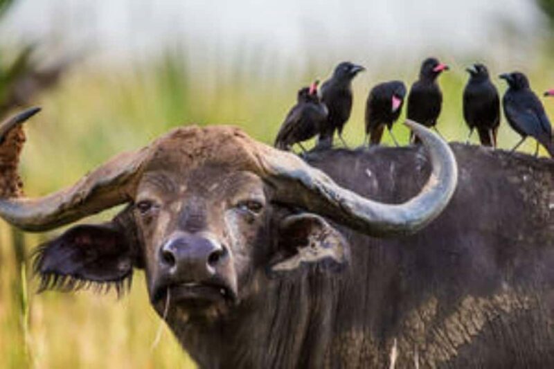Uganda: 4-Day Safari to Lake Mburo and Queen Elizabeth NP - Day-by-Day Breakdown: What to Expect