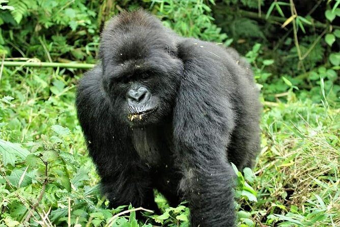 Uganda 4 days Gorilla Trekking - Key Points
