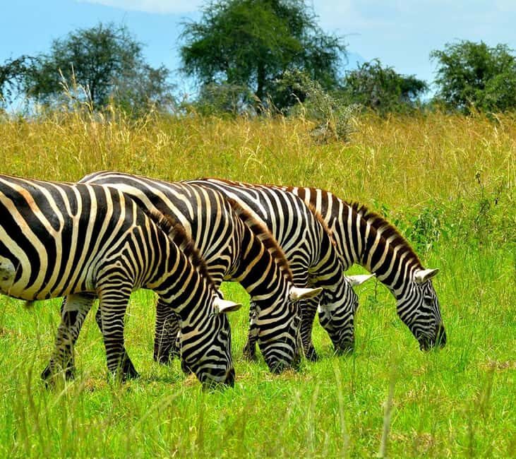 Uganda: 5-Day Lake Mburo NP, Bwindi & Lake Bunyonyi - A Practical Guide to the 5-Day Uganda Tour