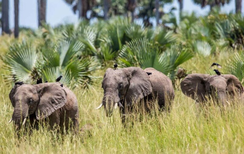 Uganda: 5-Day Murchison Falls and Kidepo Wildlife Safari - An In-Depth Look at the Safari Experience