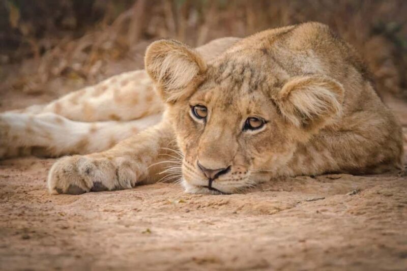 Uganda: 5-Day Murchison Falls and Kidepo Wildlife Safari - Who Would Love This Safari?