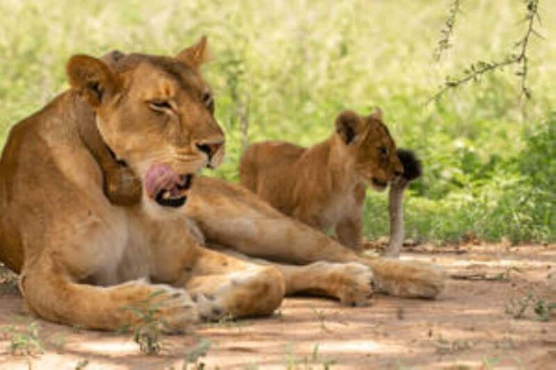 Uganda: 5-Day Safari to Murchison Falls & Semuliki NP - Key Points