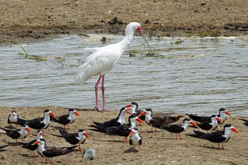 Uganda: 5-Day Safari to Murchison Falls & Semuliki NP - Authentic Experiences and Traveler Insights