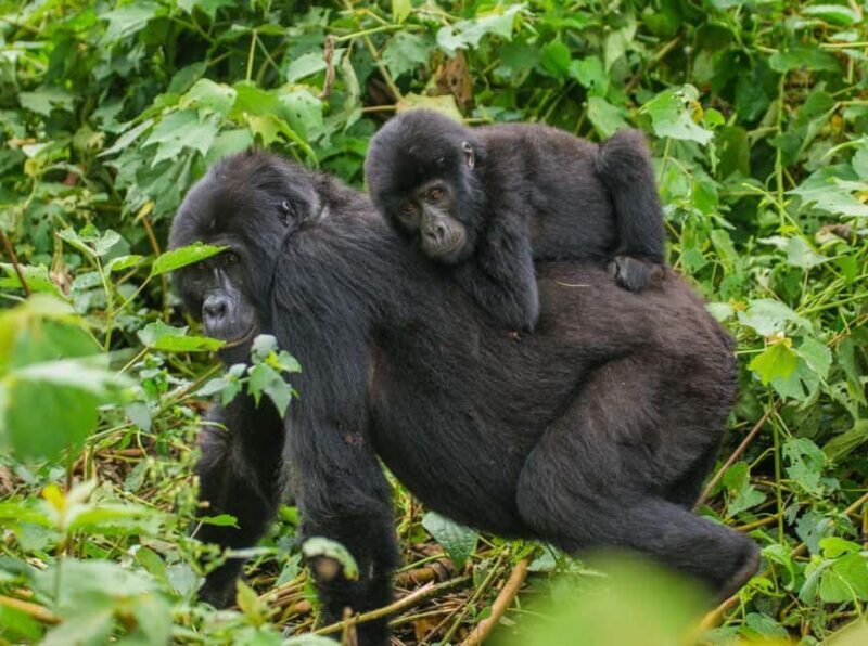 Uganda: 6-Day Big Five Tour Adventure & Chimpanzee Tracking - Practical Tips and Considerations