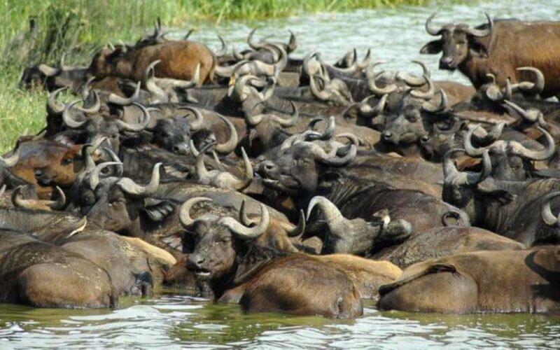 Uganda: 6-Day Wildlife and Chimp Trekking Safari - Key Points