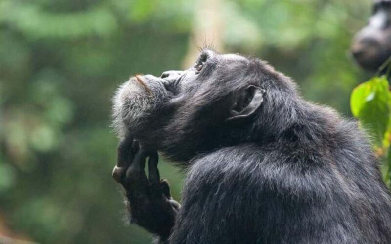 Uganda: 6-Day Wildlife and Chimp Trekking Safari - Practical Tips for Participants