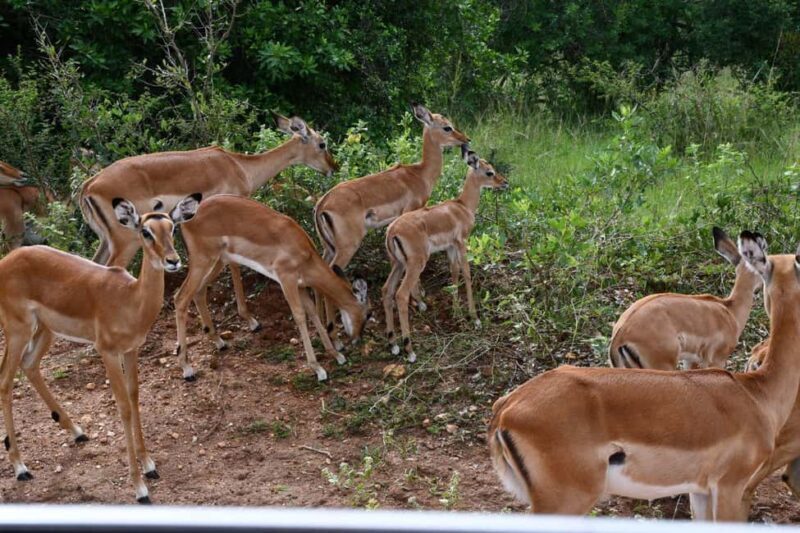 Uganda: 6-Day Wildlife and Chimp Trekking Safari - Final Thoughts