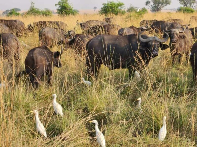 Uganda: 6-Days Safari to Murchison Falls and Queen Elizabeth - Practical Aspects and What They Mean for You