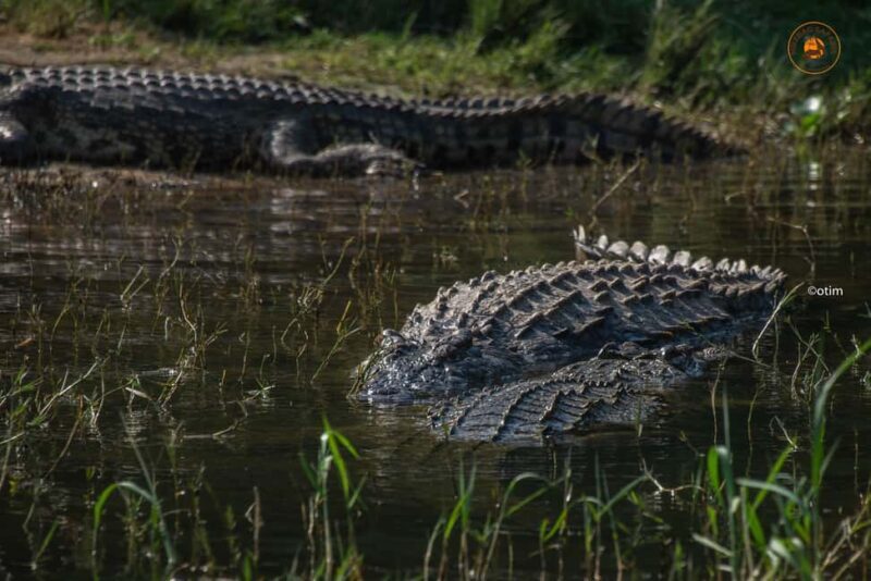 Uganda: 6-Days wild life and Chimpazee - Key Points
