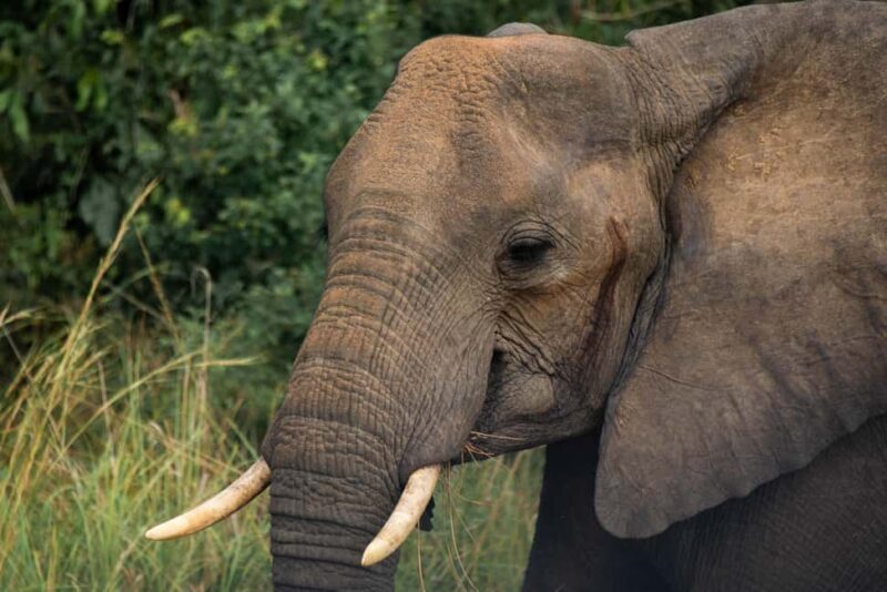 Uganda: 6-Days wild life and Chimpazee - Authentic Experiences and Traveler Feedback