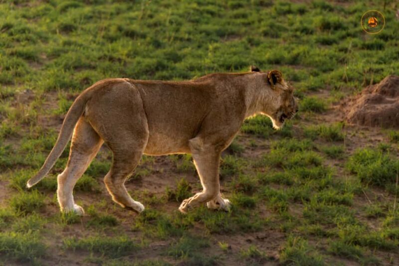 Uganda: 6-Days wild life and Chimpazee - FAQ