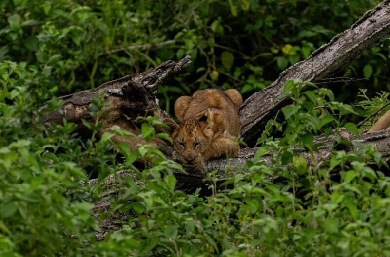Uganda: 7-Day Bwindi Gorilla Safari Tour with Guide - Introduction