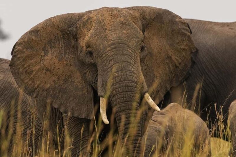 Uganda: 7-Day Bwindi Gorilla Safari Tour with Guide - Key Points