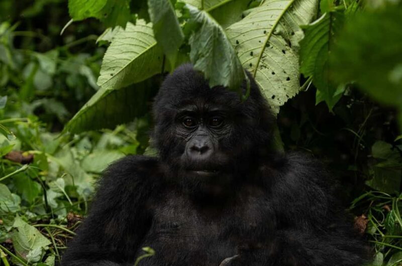 Uganda: 7-Day Bwindi Gorilla Safari Tour with Guide - What’s Included & What’s Not