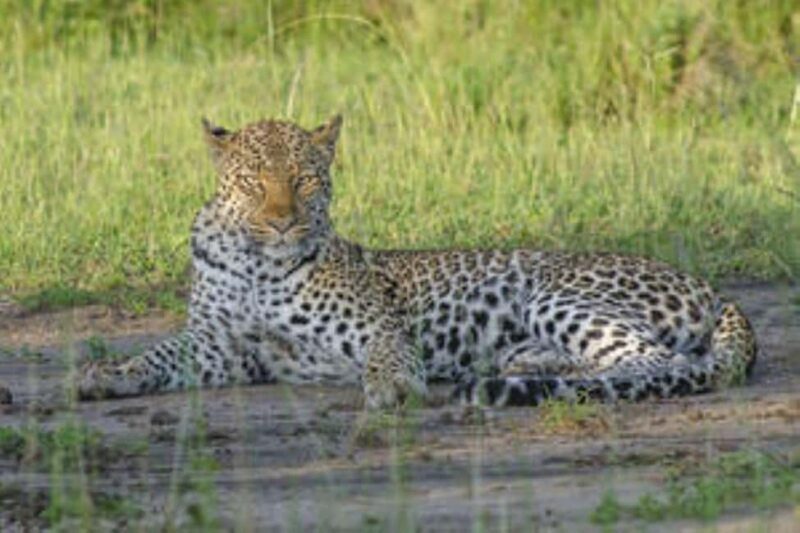 Uganda: 7-Day Wildlife Safari and Gorilla Trekking - Key Points