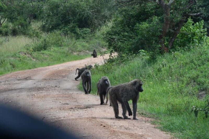 Uganda: 9-Day Primate Tracking and Wildlife Safari - Key Points