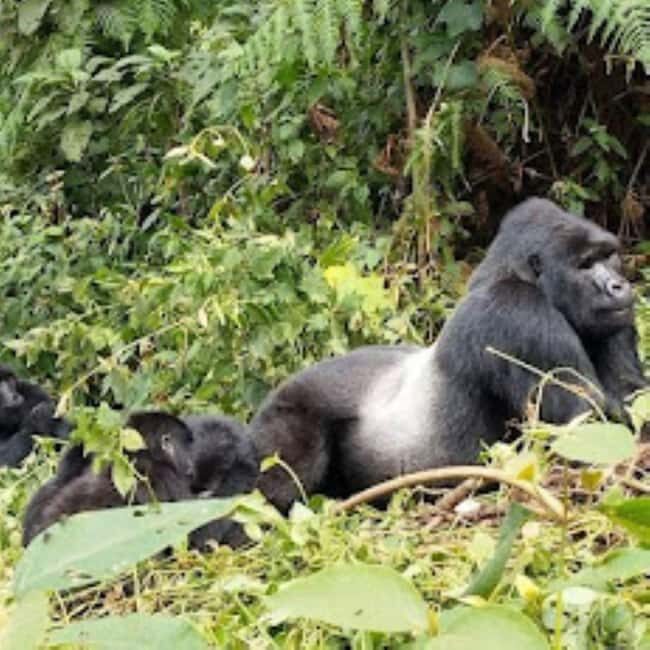 Uganda: 9-Day Primate Tracking and Wildlife Safari - An In-Depth Look at the Uganda Safari Experience
