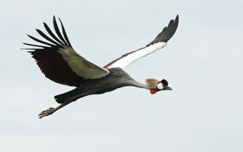 Uganda: 9-Day Primate Tracking and Wildlife Safari - Final Thoughts: Is This Tour Right for You?