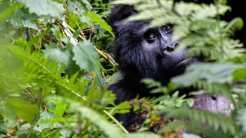 Uganda and Rwanda: 13-Day Luxury Safari with Gorilla - Key Points