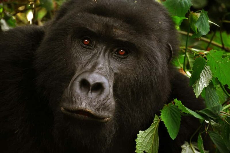 Uganda and Rwanda: 13-Day Luxury Safari with Gorilla - FAQ