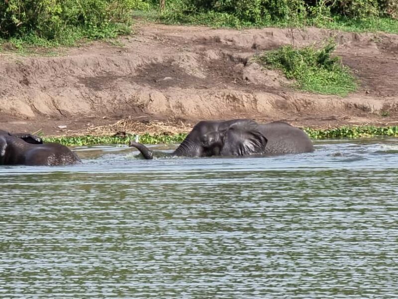 Uganda and Rwanda: 8-Day Gorillas and Wildlife Safari - Costs and Value